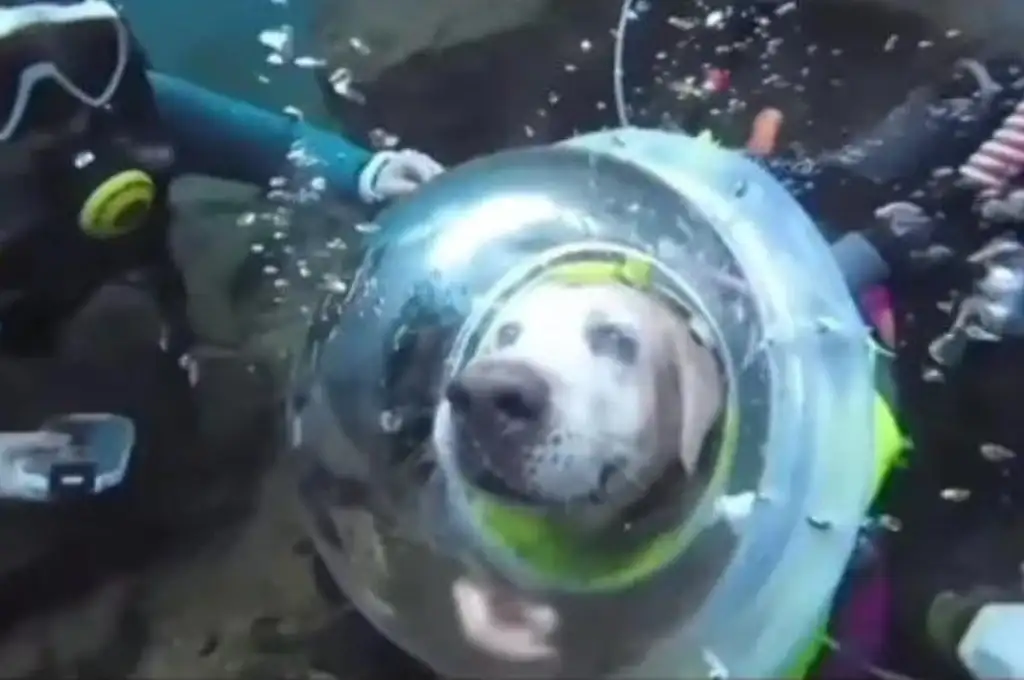 La mascota sorprendió a todos en redes sociales
