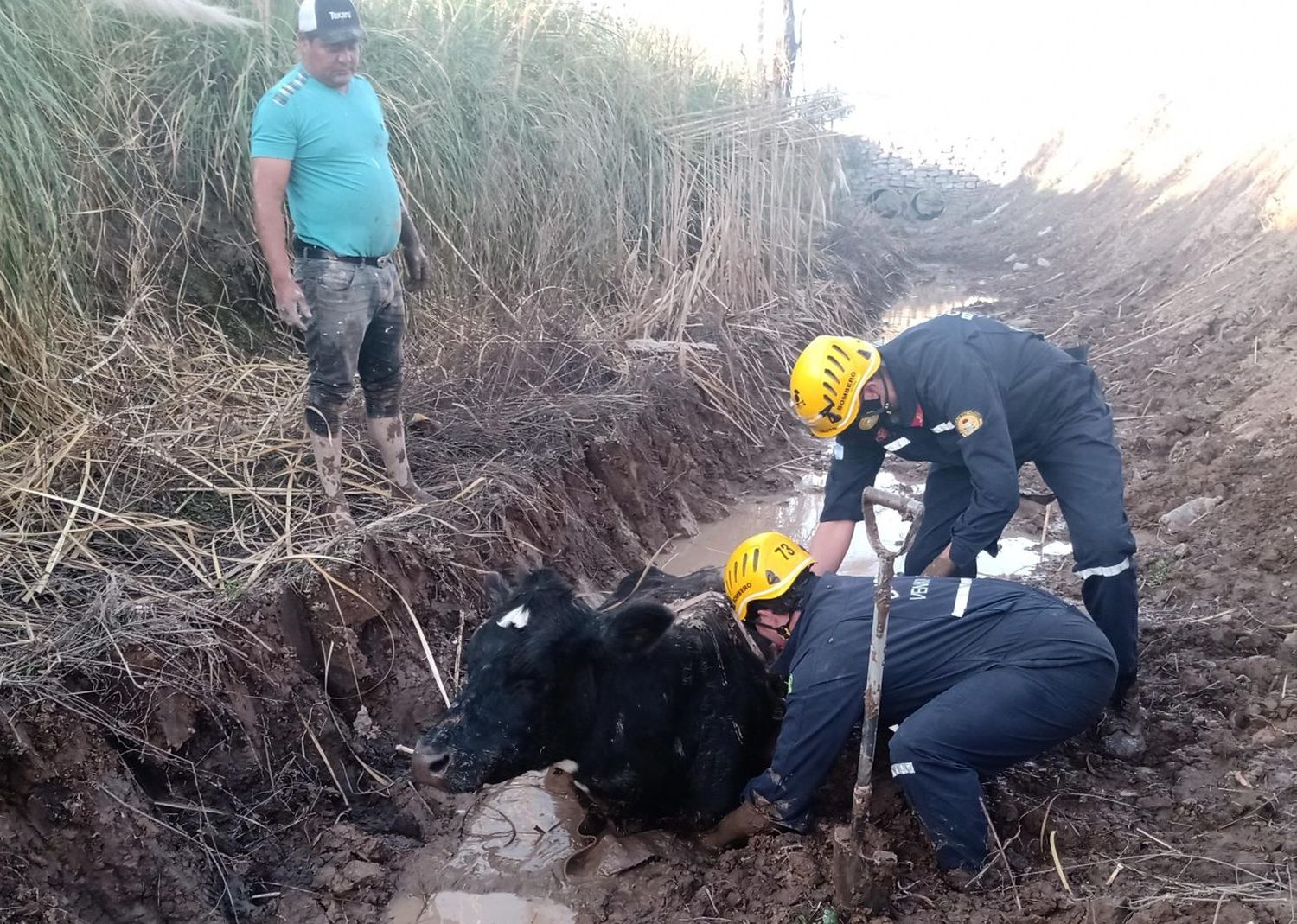 Bomberos acudieron al rescate de un bovino y al incendio de una casa