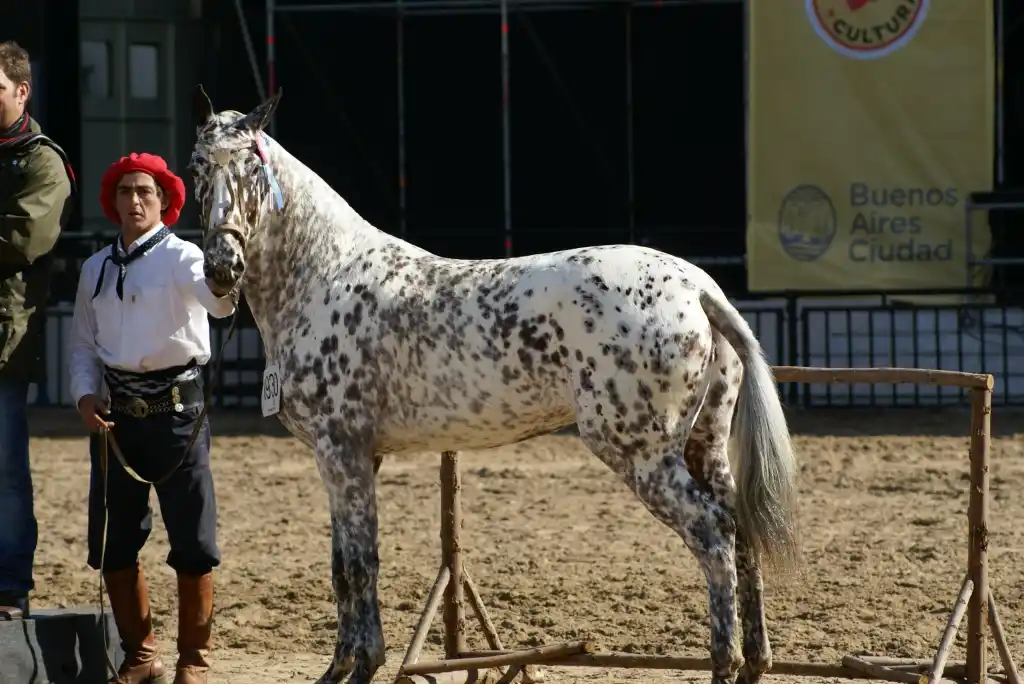Caballos criollos y appaloosa se suman a las atracciones de la 126º Expo Rural