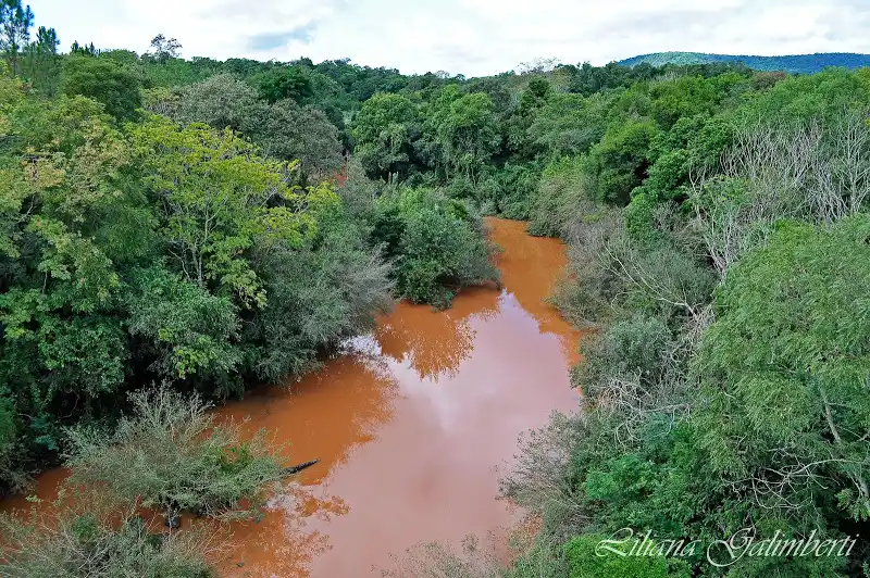 RSE: Allianz dona metros cuadrados de selva misionera a la Fundación Banco de Bosques