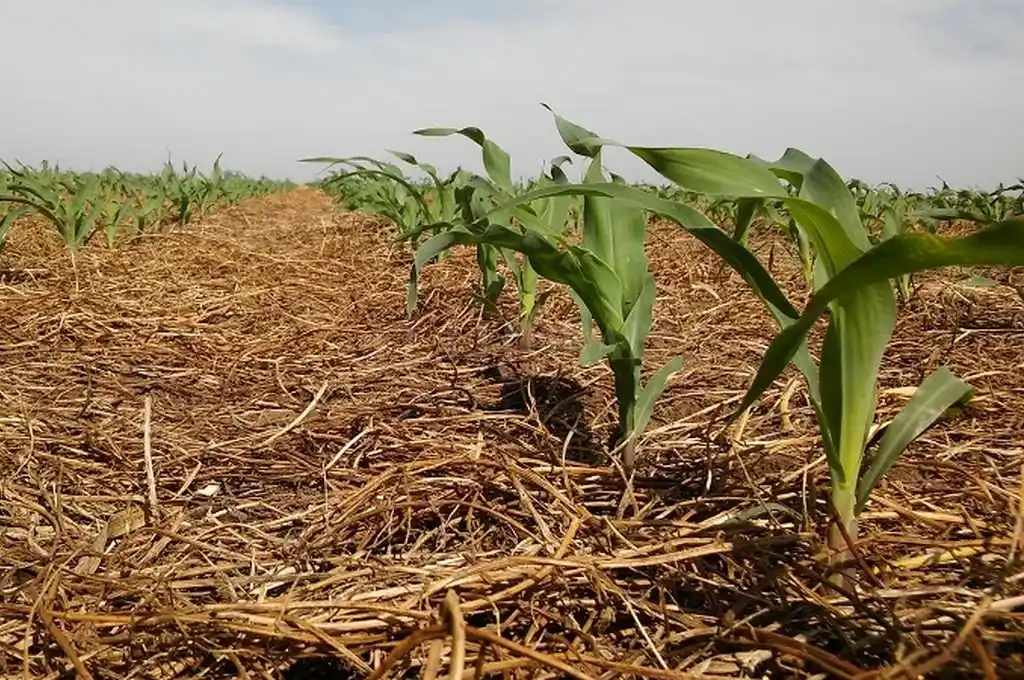 El maíz de primera incrementó la superficie sembrada