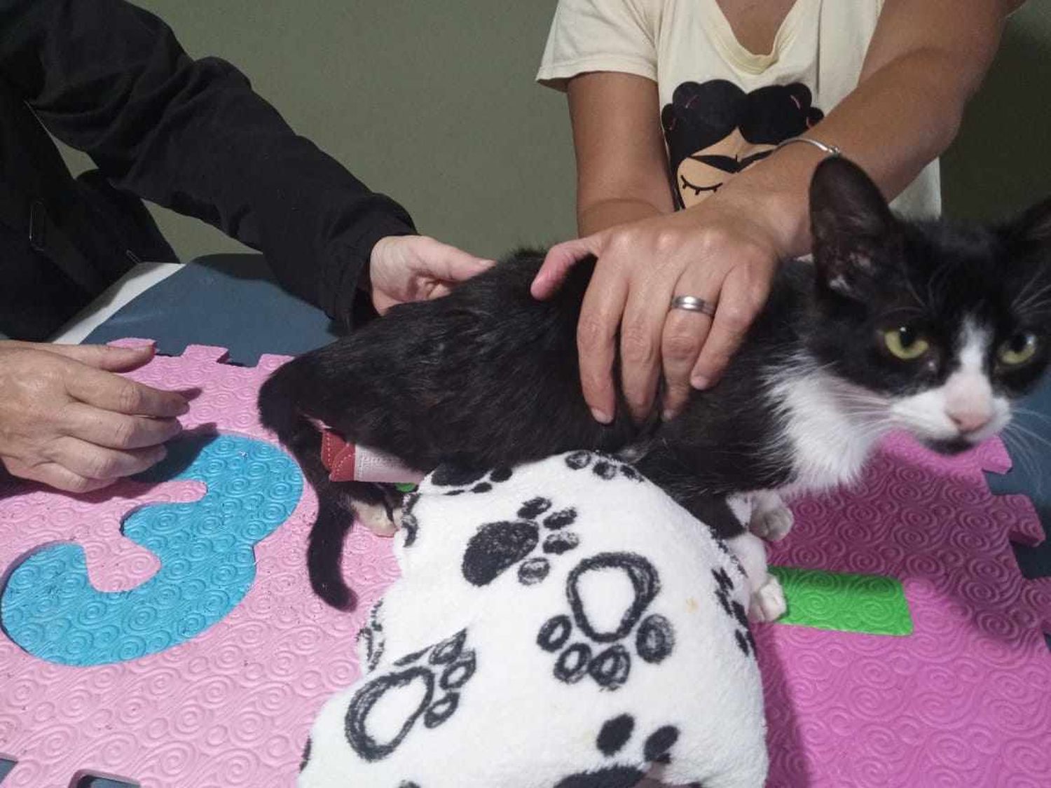 gato paralitico