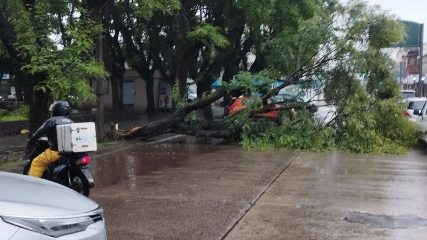 El temporal dejó un acumulado importante en lluvias y algunos árboles caídos, como este en la Plaza Belgrano.