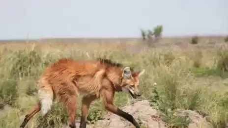Los últimos registros del animal en la provincia datan del siglo XIX.