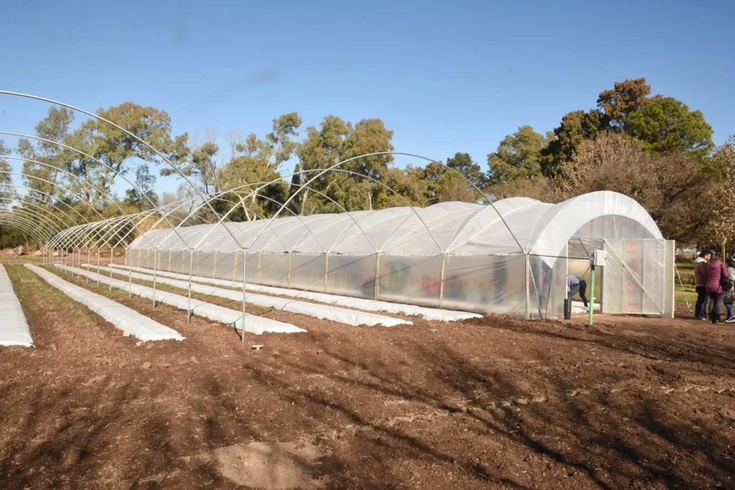 Con 135 plantas, Santa Fe comenzó su producción de cannabis medicinal 