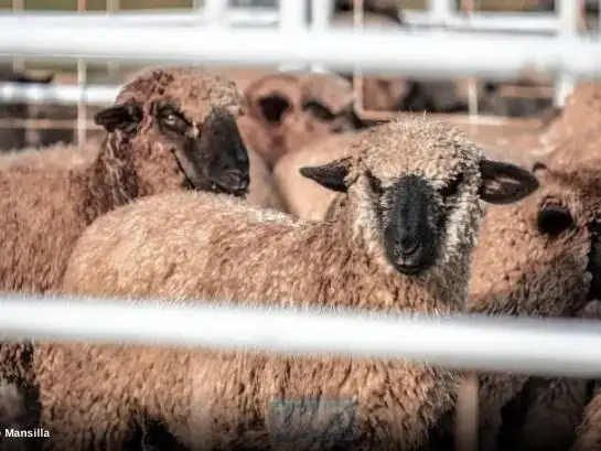 Se abren posibilidades exportar ovinos de refugo o descarte desde Gualeguay.