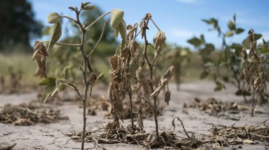 Emergencia agropecuaria en parcelas afectadas por sequía