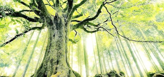 El carbono forestal, nuevo commodity  indispensable para la economía argentina