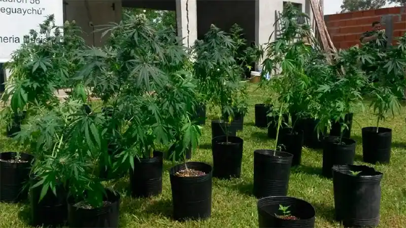 Imputan a un hombre por consumir marihuana en su hogar donde vive con menores