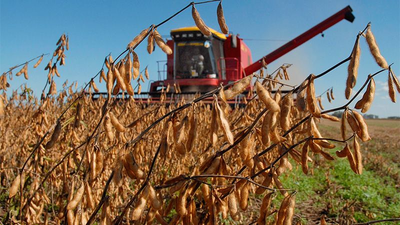 El precio de la soja acumula varias bajas consecutivas: a qué se debe