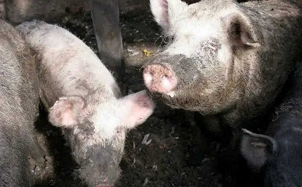 Polémica por un criadero de chanchos: “No se puede vivir con ese olor”