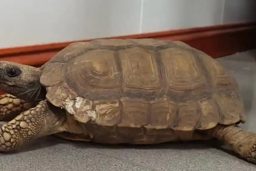 Una foto actual de su tortuga, la cual Alejandro heredó de su familia (Foto: TikTok @3d.impresiones).