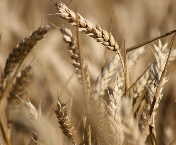 El Trigo argentino está en jaque mate