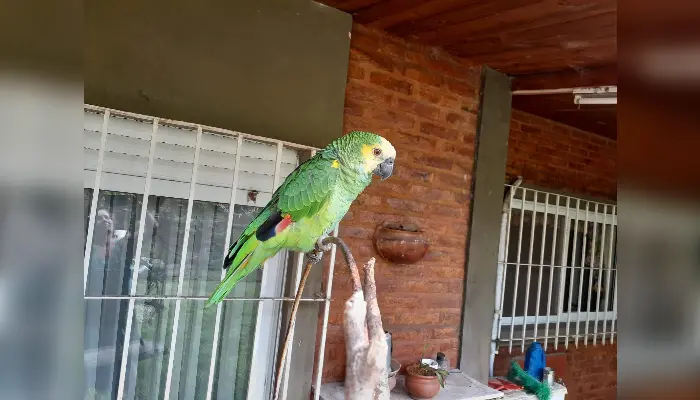 Buscan al lorito Tico
