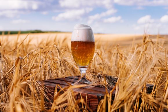 El consumo de cerveza no levanta, el mercado de cebada tampoco