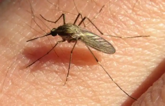 Ola de mosquitos: ¿cómo reconocer las especies que circulan en la región?