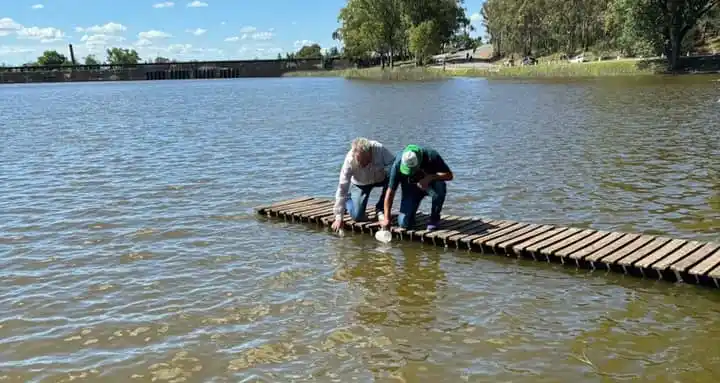 lago dique siembra pejerrey centro nautico 04-01-25 - 4