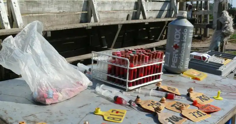 Acciones contra la brucelosis bovina