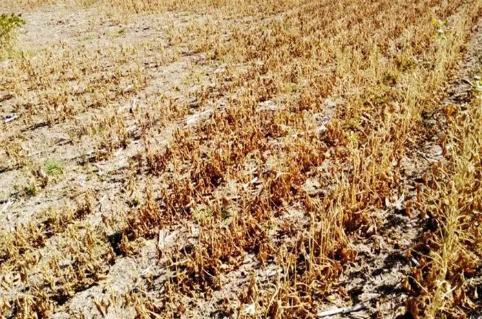 Presentarán el lunes el pedido formal de declarar zona de  desastre por sequía