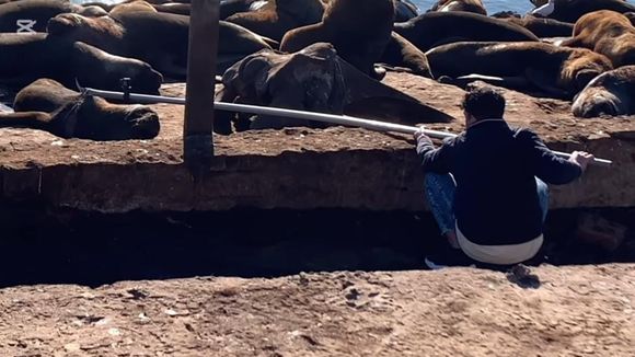 La historia detrás del rescate del lobo marino: “Somos un grupo de amigos que lo hace sin la ayuda de nadie”