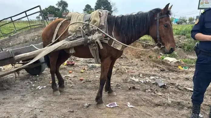 Rescataron un caballo en preocupante estado de salud que era utilizado para el traslado de hormigón