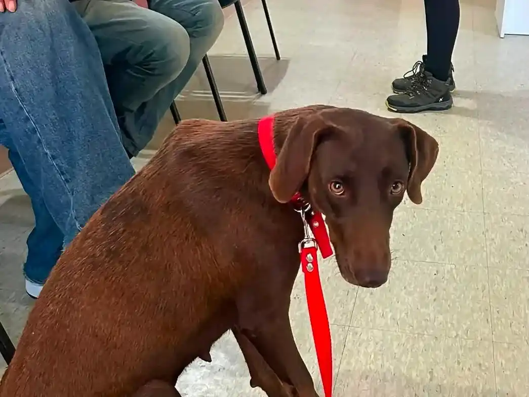 Buscan a Rufina, una perrita extraviada en la zona del Boulevard