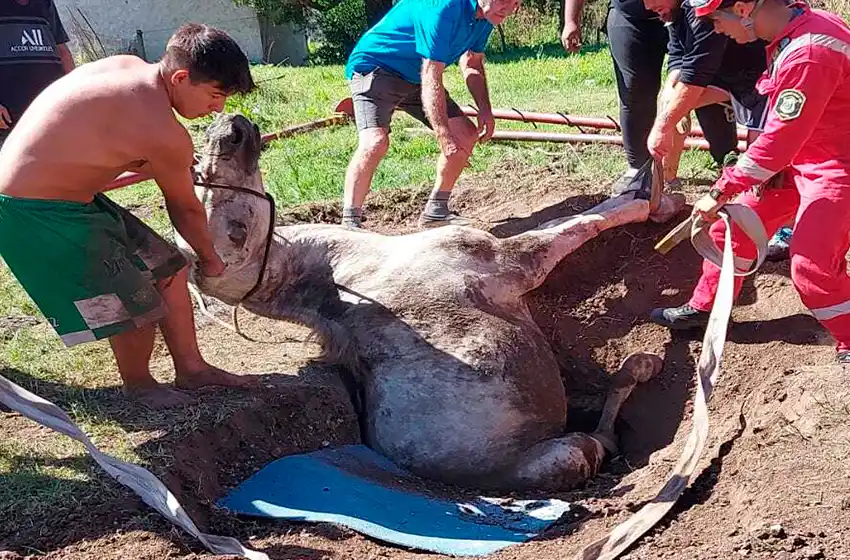 Rescatan a caballo que cayó a un pozo ciego