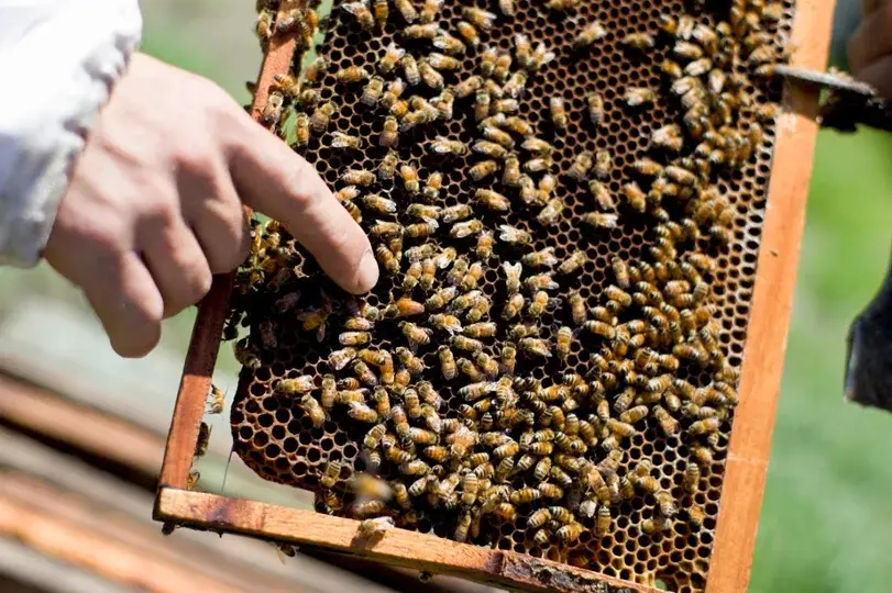 Un argentino fue atacado por un enjambre de abejas durante el terremoto en Colombia