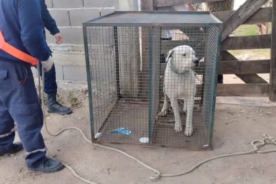 Dos allanamientos: secuestraron tres perros dogo tras la denuncia de vecinos en Morteros