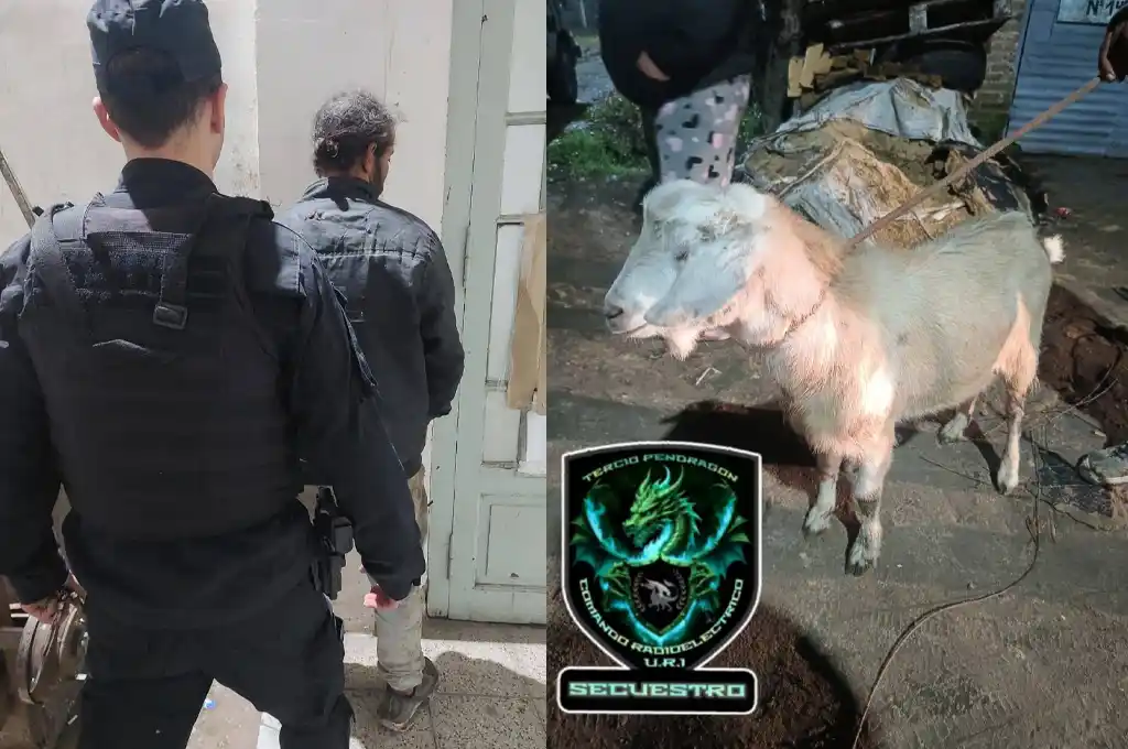 Insólito: el cuidador del campo le robó un chivo y fue el propio dueño quien lo descubrió y recuperó