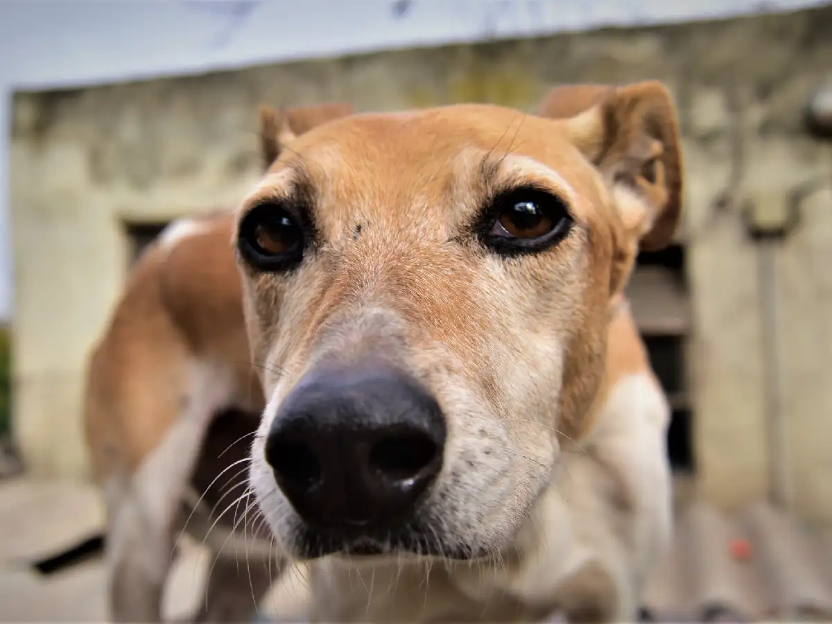 La vacunación de mascotas se va a barrio Cottolengo