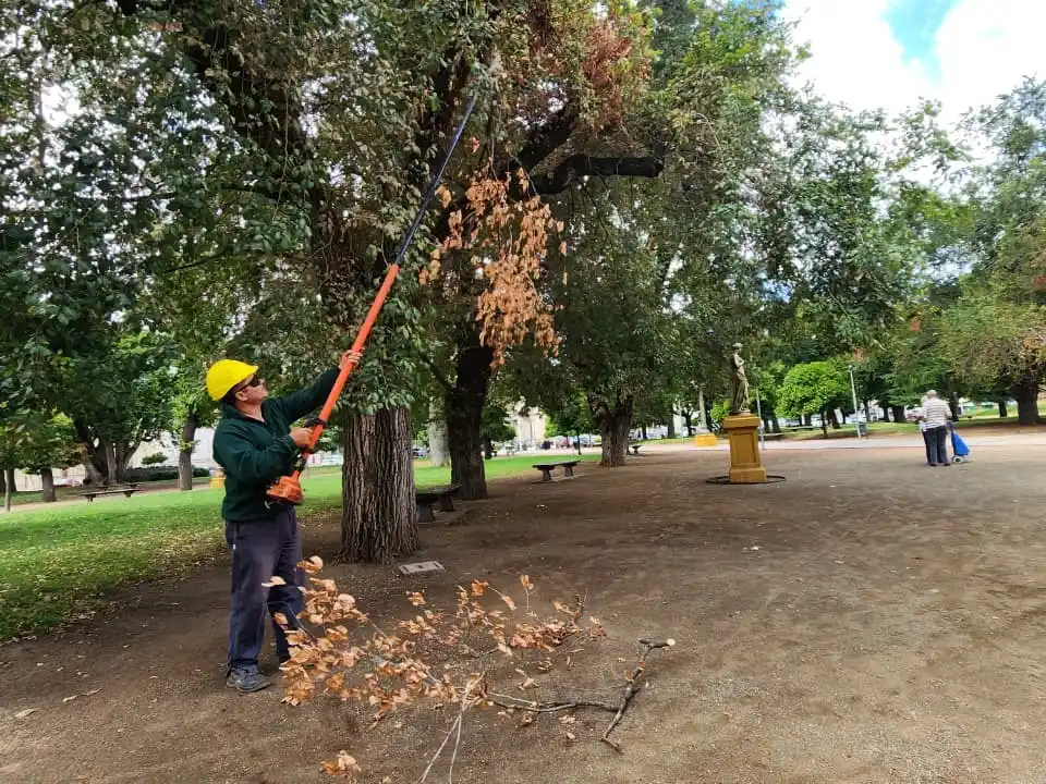 Desde el área municipal destacaron que estas tareas buscan preservar el patrimonio arbóreo, mejorar las condiciones de seguridad y mantener los espacios públicos en óptimas condiciones.