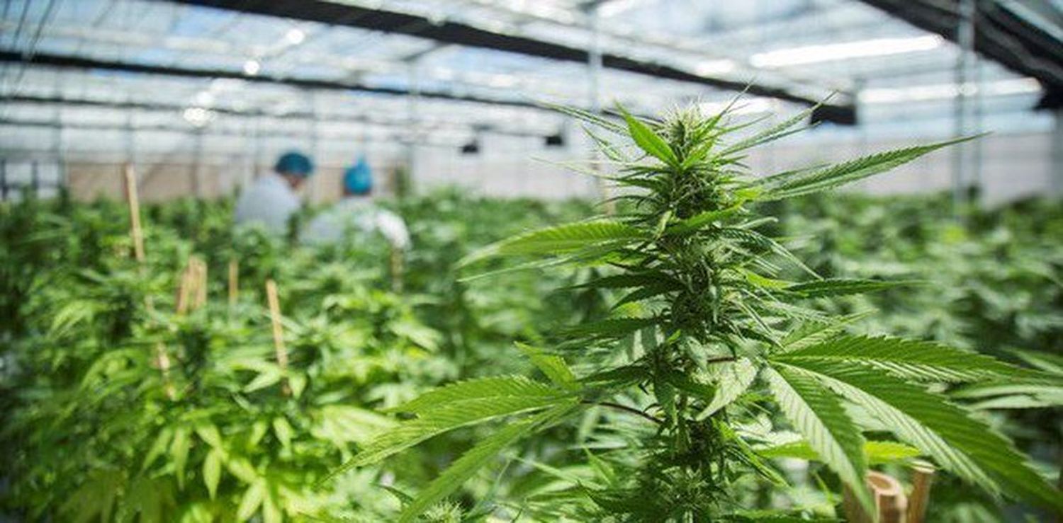 Castelli: Avanza la conformación de empresa mixta para desarrollar cannabis medicinal