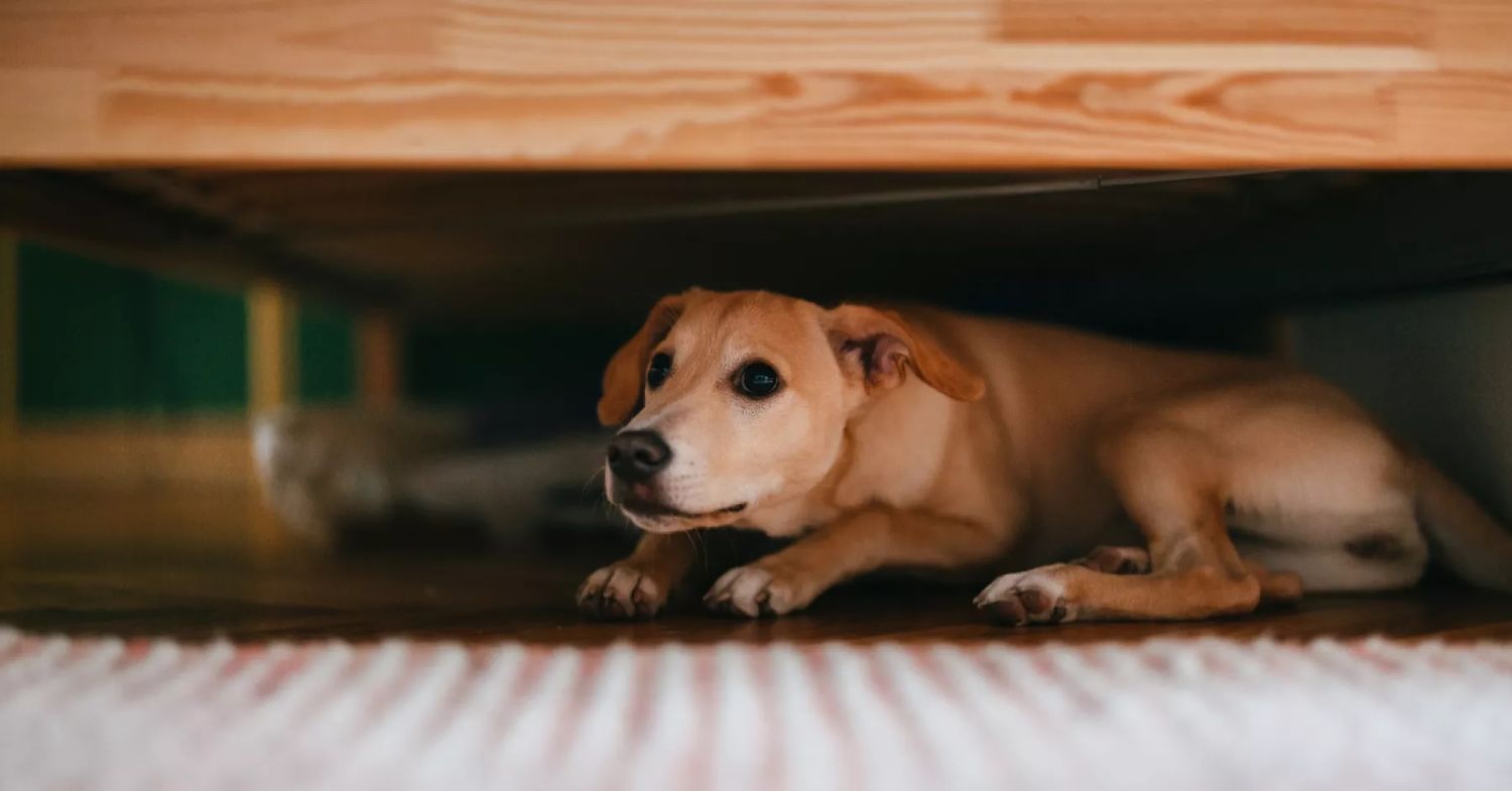 Cómo proteger a nuestras mascotas del estrés durante las celebraciones de Fin de Año