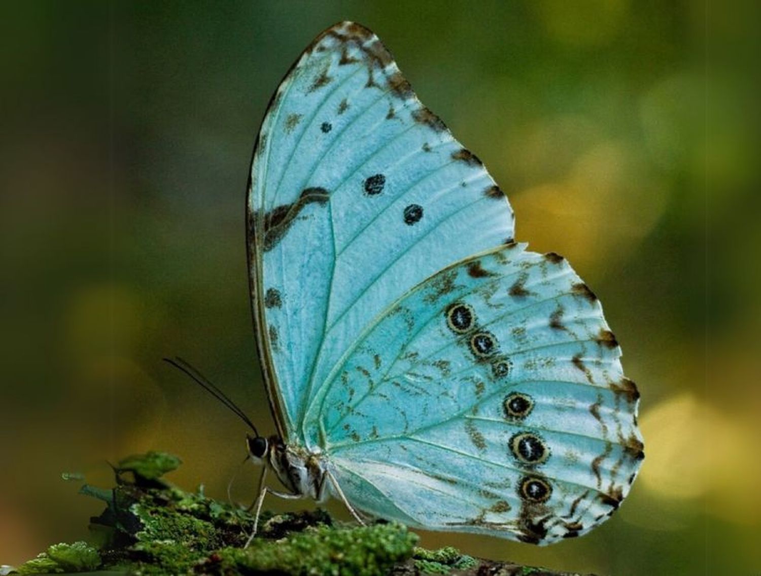 Gualeguaychú avanza en acciones para proteger a la mariposa Bandera Argentina