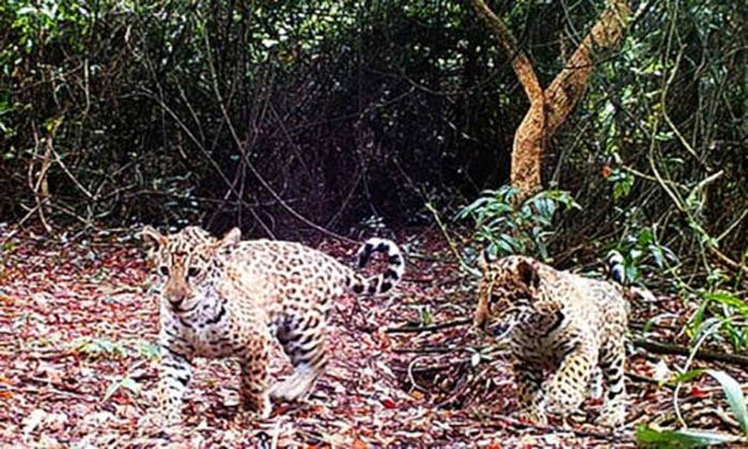 Liberan a tres yaguaretés en reserva Iberá, de la Argentina