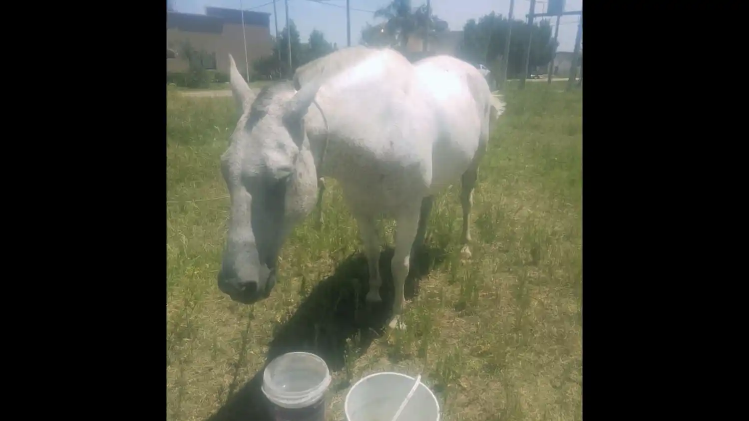 Desapareció un caballo de Laprida y Rómulo Naón
