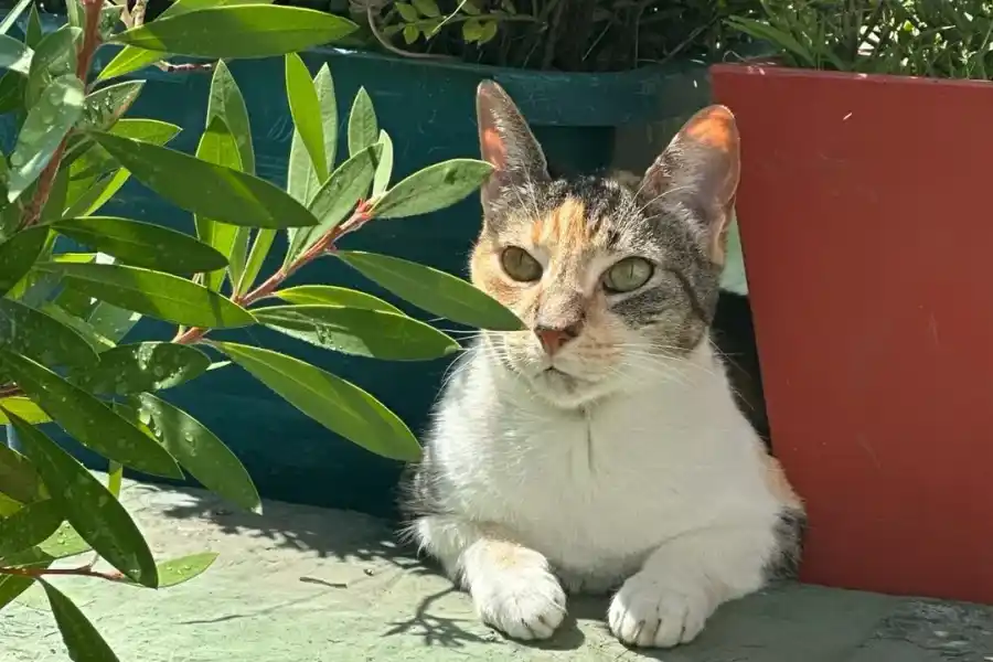 Por qué se celebra el Día Internacional del Gato