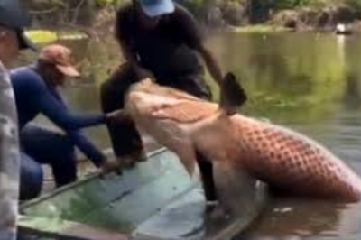 Un pescador del Amazonas capturó un pez de 150 kilos