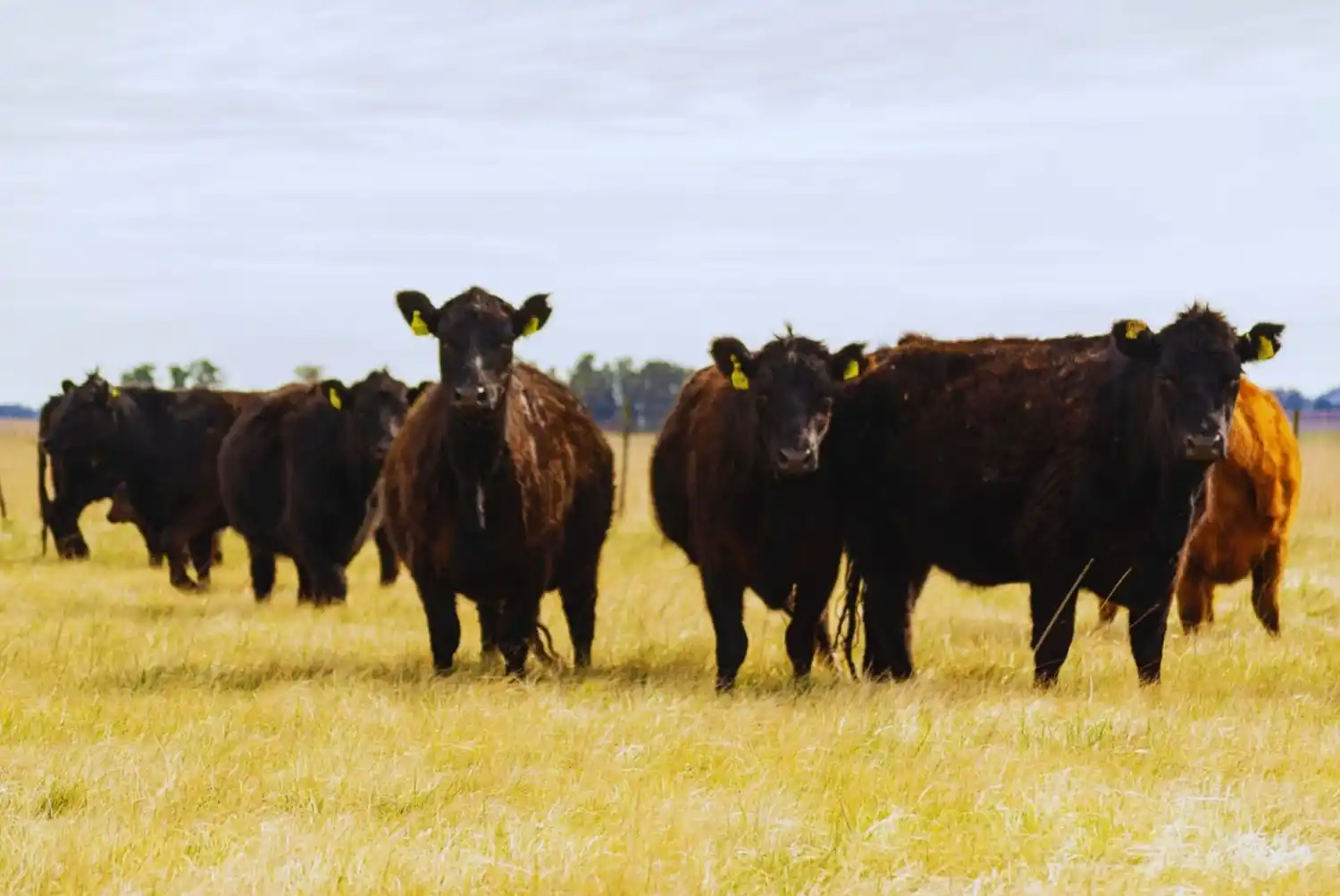 Revelaron la diseminación de la leucosis bovina en rodeos de carne