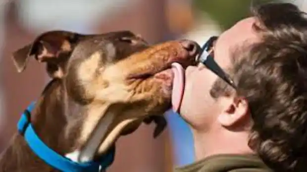 Jujuy aprobó una ley de protección para los animales de compañía