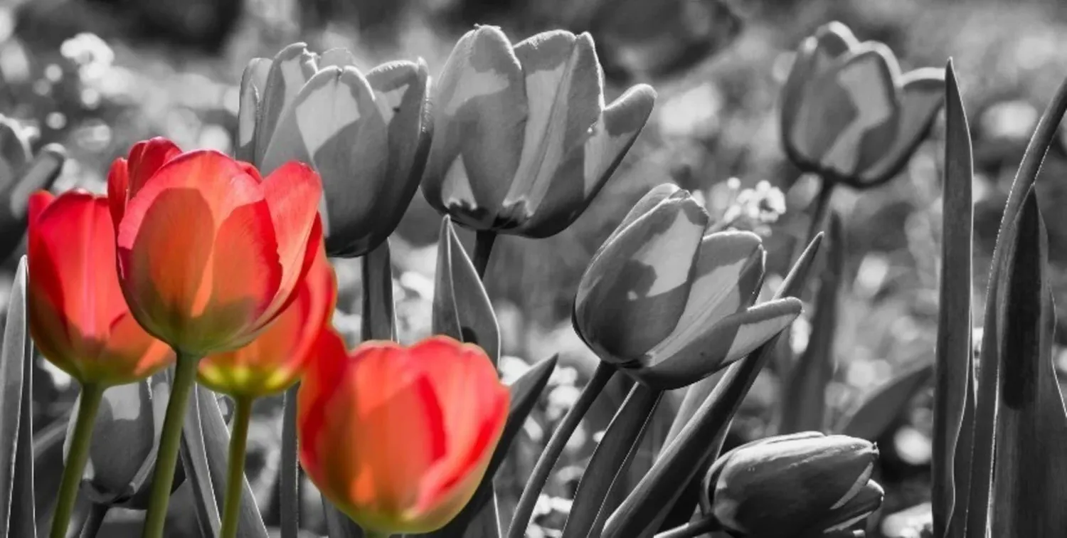 El horticultor holandés JWS Van der Wereld, que padecía parkinson, desarrolló una variante de tulipán y la Dr. James Parkinson en honor al médico inglés. Desde 2005, los tulipanes rojos son el símbolo de la enfermedad.