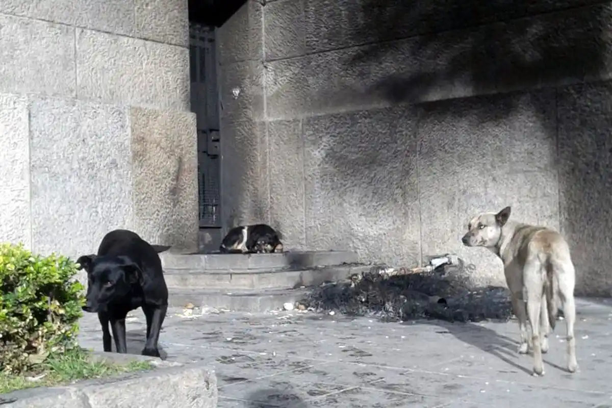 Horace Andy, la leyenda del dub, visita Mar del Plata