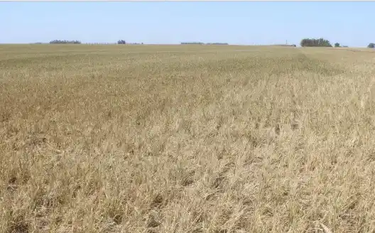 Lote de trigo abandonado en Carlos Tejedor.