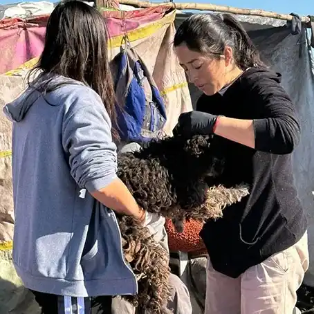 “Seamos Manada”: un trabajo silencioso que rescata animales y protege a la comunidad