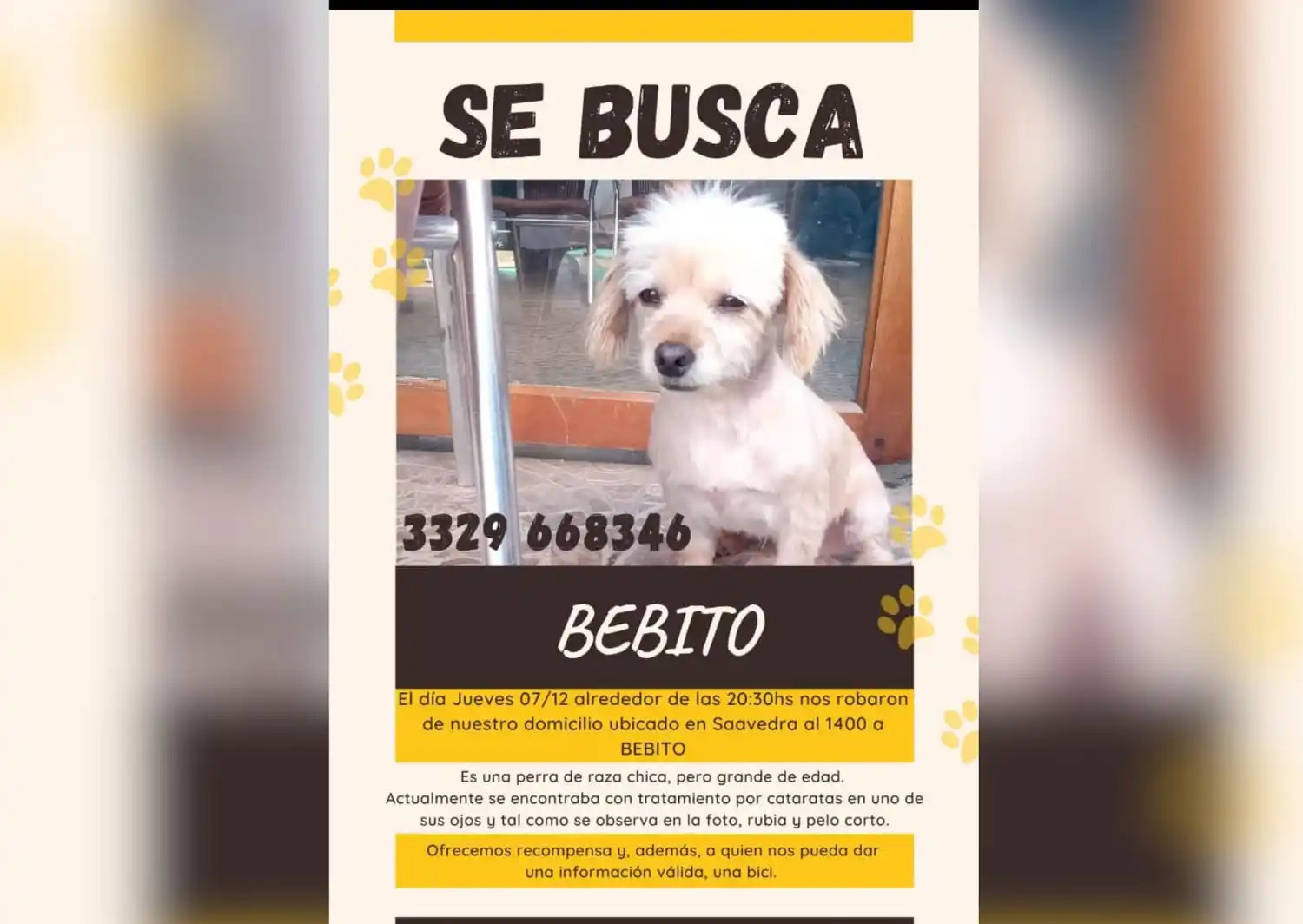 Mascotas: buscan a Bebito