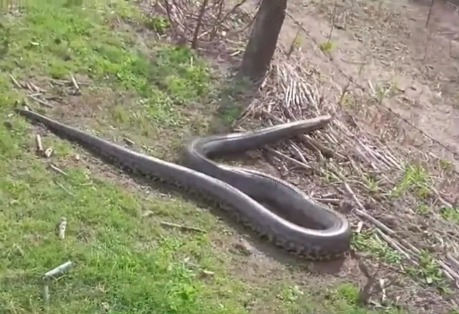 ANACONDA URUGUAYA - 2