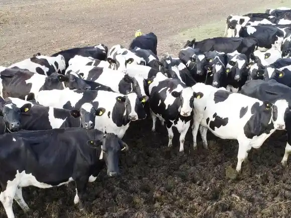 La producción nacional de leche subió el 12% en el primer semestre 2025