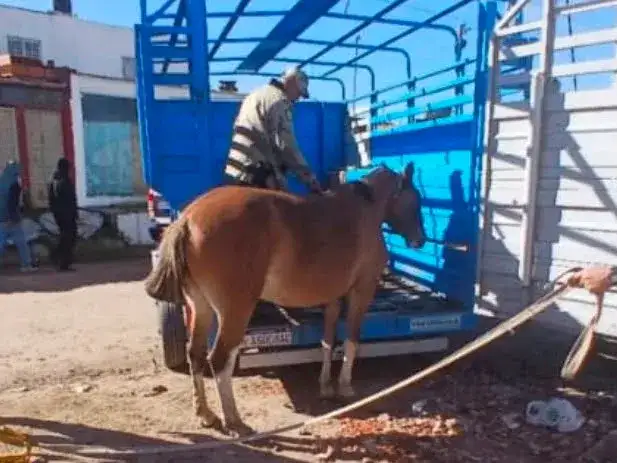 Recuperaron los tres caballos robados y la investigación sigue para dar con los responsables