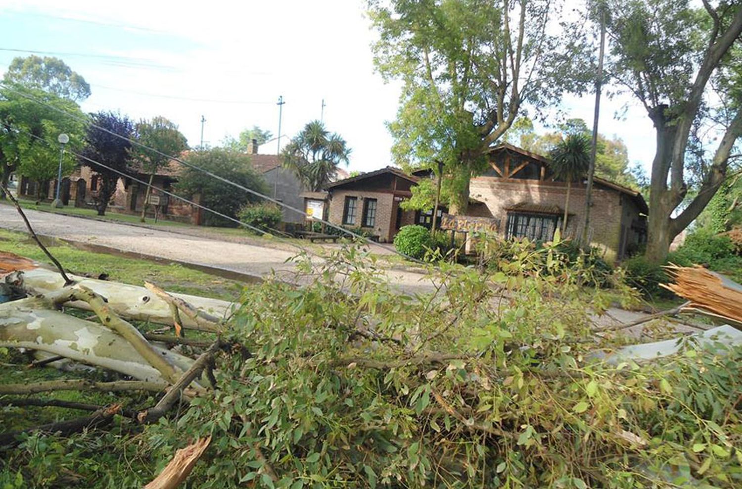 Por el temporal, hay 60 reclamos arbóreos y numerosas zonas sin luz